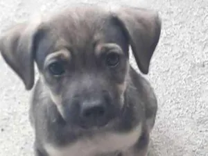 Cachorro raça Vira-lata  idade 2 a 6 meses nome Bebês 