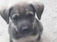 Bebês