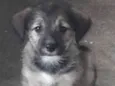 Bebês 