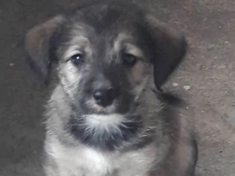 Cachorro ra a Vira-lata  idade 2 a 6 meses nome Bebês 