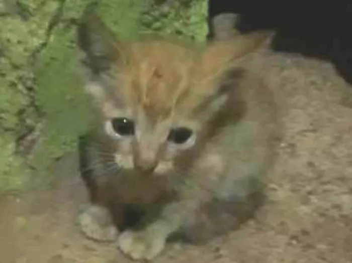 Gato raça Sem raça  idade Abaixo de 2 meses nome Sem nome