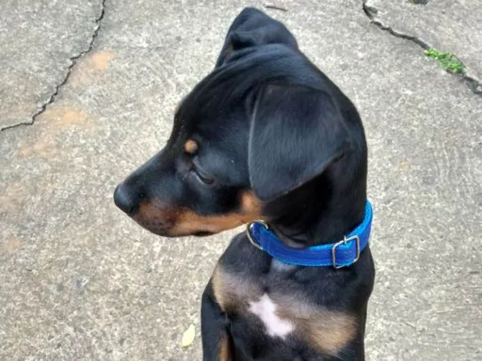 Cachorro ra a Pinscher idade 7 a 11 meses nome Paçoca
