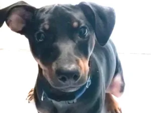 Cachorro raça Pinscher idade 7 a 11 meses nome Paçoca