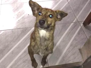 Cachorro raça Crd idade 7 a 11 meses nome Tigresa