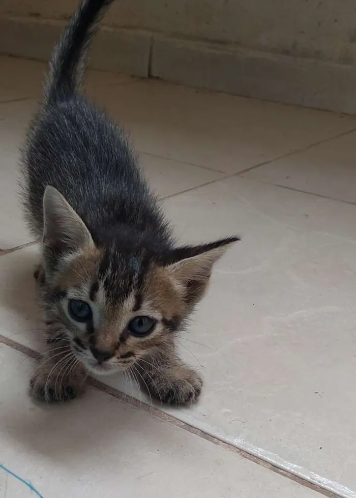 Gato ra a Mestiço idade Abaixo de 2 meses nome Filhotes