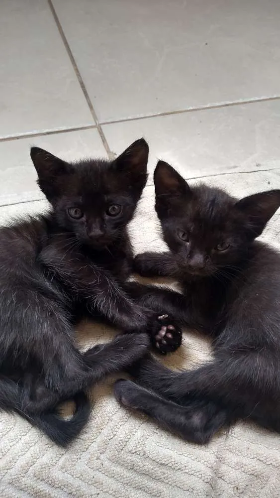 Gato ra a Mestiço idade Abaixo de 2 meses nome Filhotes