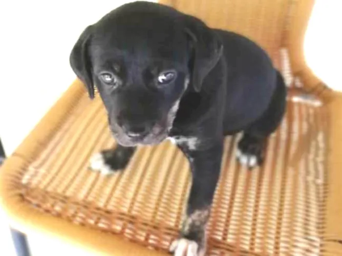 Cachorro ra a Indefinida idade 2 a 6 meses nome Megui 