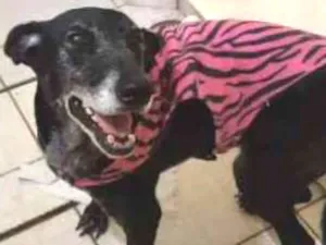 Cachorro raça SRD idade 6 ou mais anos nome Menina