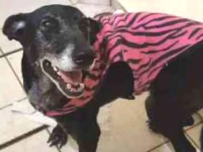 Cachorro ra a SRD idade 6 ou mais anos nome Menina