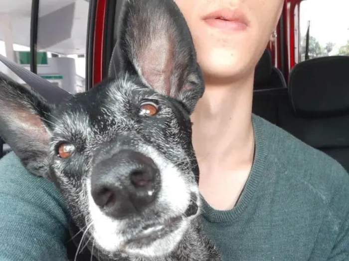 Cachorro ra a SRD idade 6 ou mais anos nome Menina