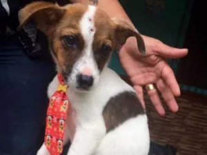 Cachorro raça SRD idade Abaixo de 2 meses nome Pedrinho