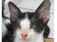 Flynn