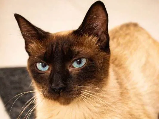 Gato ra a SRD idade 2 anos nome Jane