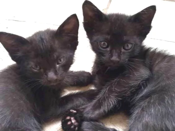 Gato ra a Mestiço idade Abaixo de 2 meses nome Filhotes