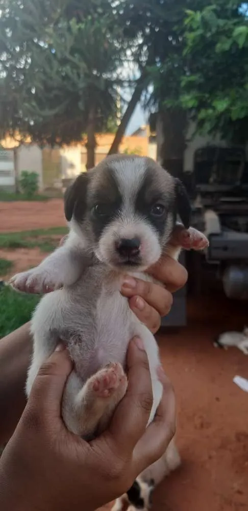 Cachorro ra a Fox paulistinha/vira lata  idade Abaixo de 2 meses nome Mia