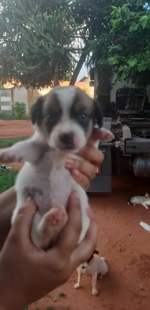 Cachorro ra a Fox paulistinha/vira lata  idade Abaixo de 2 meses nome Mia