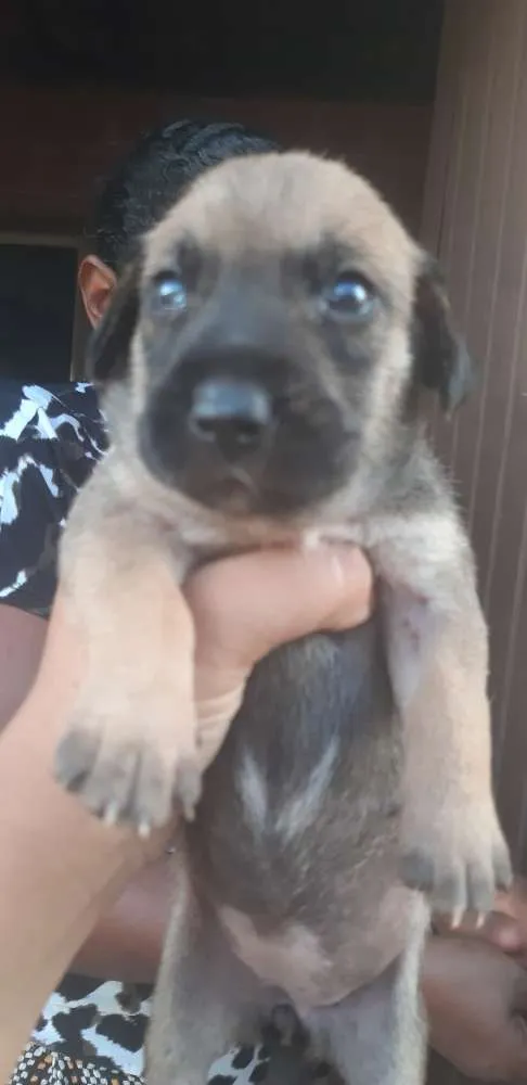 Cachorro ra a Fox paulistinha/vira lata  idade Abaixo de 2 meses nome Mia