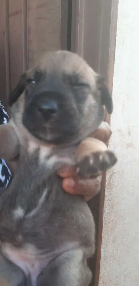 Cachorro ra a Fox paulistinha/vira lata  idade Abaixo de 2 meses nome Mia