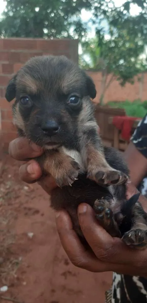 Cachorro ra a Fox paulistinha/vira lata  idade Abaixo de 2 meses nome Mia