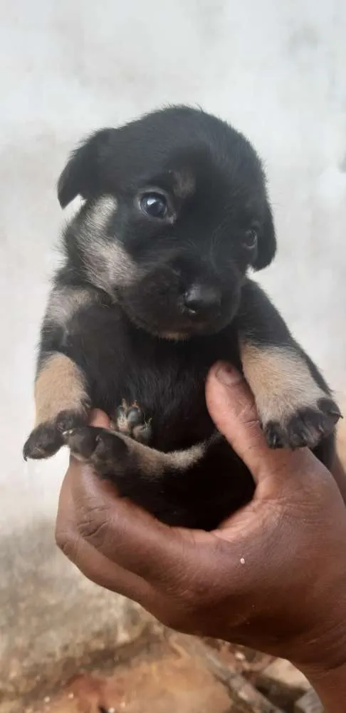 Cachorro ra a Fox paulistinha/vira lata  idade Abaixo de 2 meses nome Mia