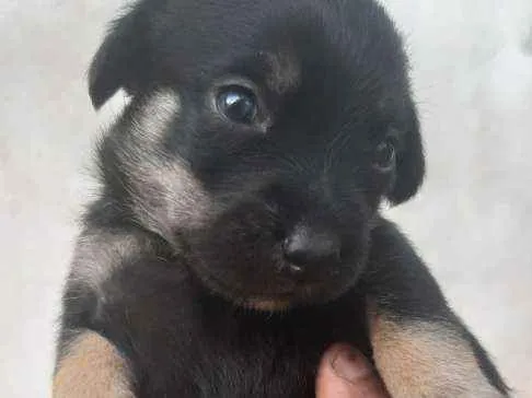 Cachorro ra a Fox paulistinha/vira lata  idade Abaixo de 2 meses nome Mia