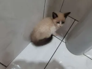 Gato raça  idade 2 a 6 meses nome Ainda sem nome 