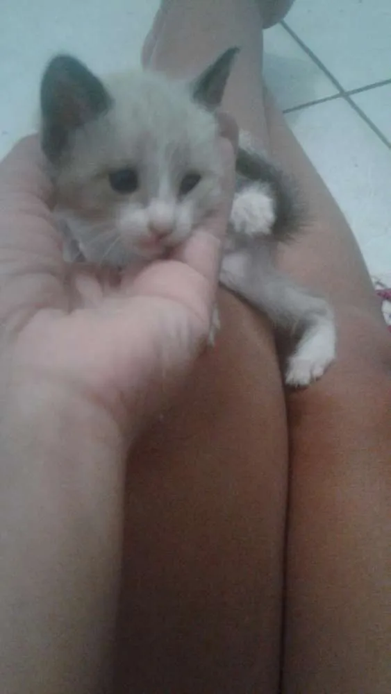 Gato raça Nao tem idade Abaixo de 2 meses nome Bela