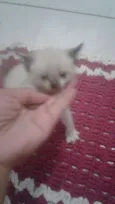 Bela