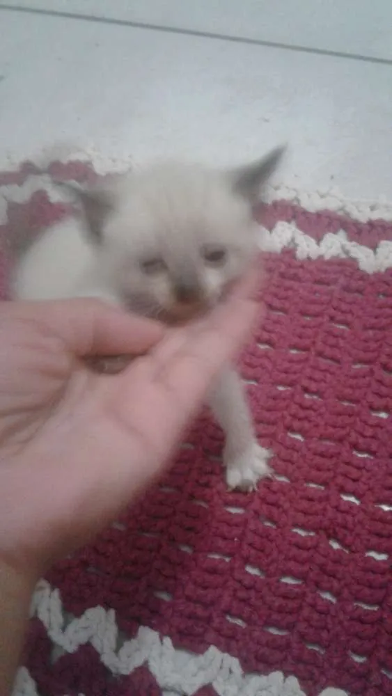 Gato raça Nao tem idade Abaixo de 2 meses nome Bela