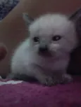 Bela