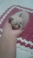 Bela