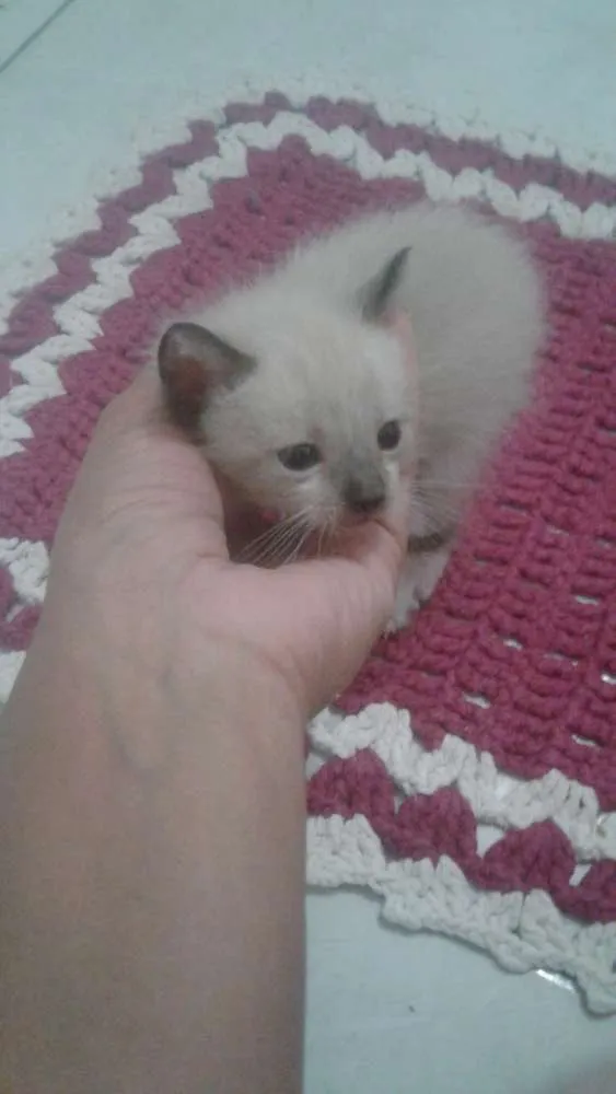 Gato raça Nao tem idade Abaixo de 2 meses nome Bela