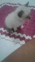 Bela