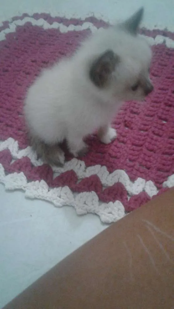 Gato raça Nao tem idade Abaixo de 2 meses nome Bela