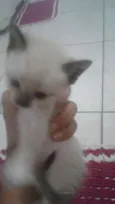 Bela