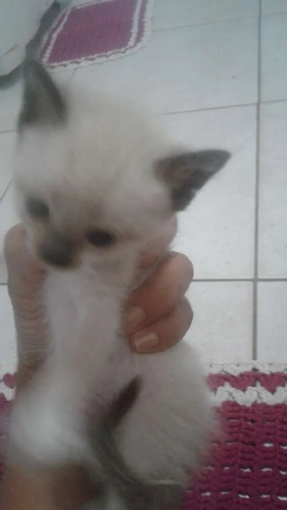Gato raça Nao tem idade Abaixo de 2 meses nome Bela