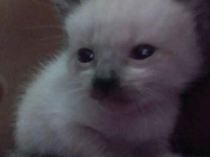 Gato raça Nao tem idade Abaixo de 2 meses nome Bela