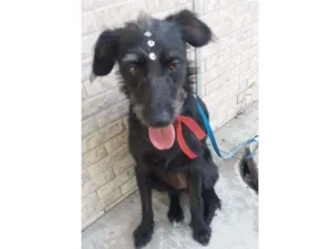 Cachorro raça RND idade 2 anos nome Peludinha