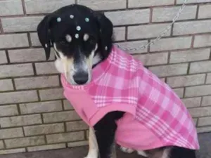 Cachorro raça Vira latinha idade 1 ano nome Jade