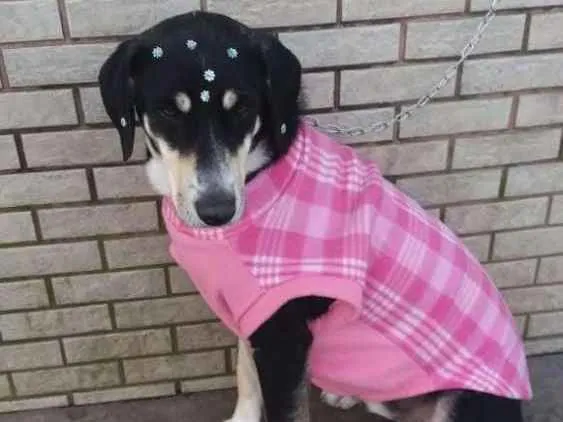 Cachorro ra a Vira latinha idade 1 ano nome Jade