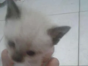 Gato raça Nao tem idade Abaixo de 2 meses nome Bela