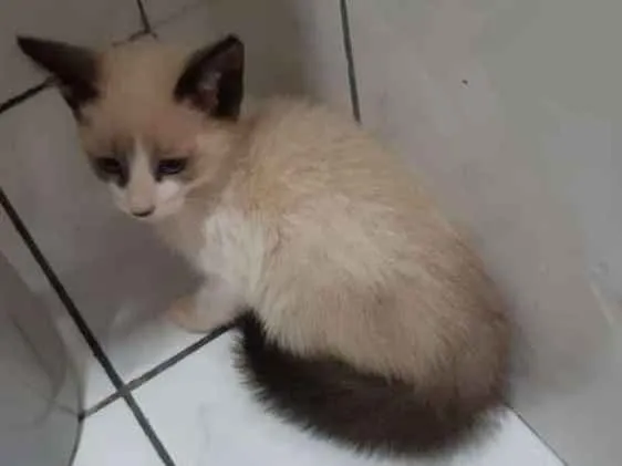 Gato ra a  idade 2 a 6 meses nome Ainda sem nome 