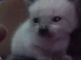 Bela