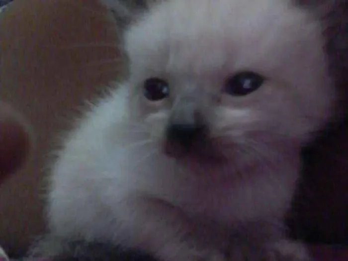 Gato raça Nao tem idade Abaixo de 2 meses nome Bela