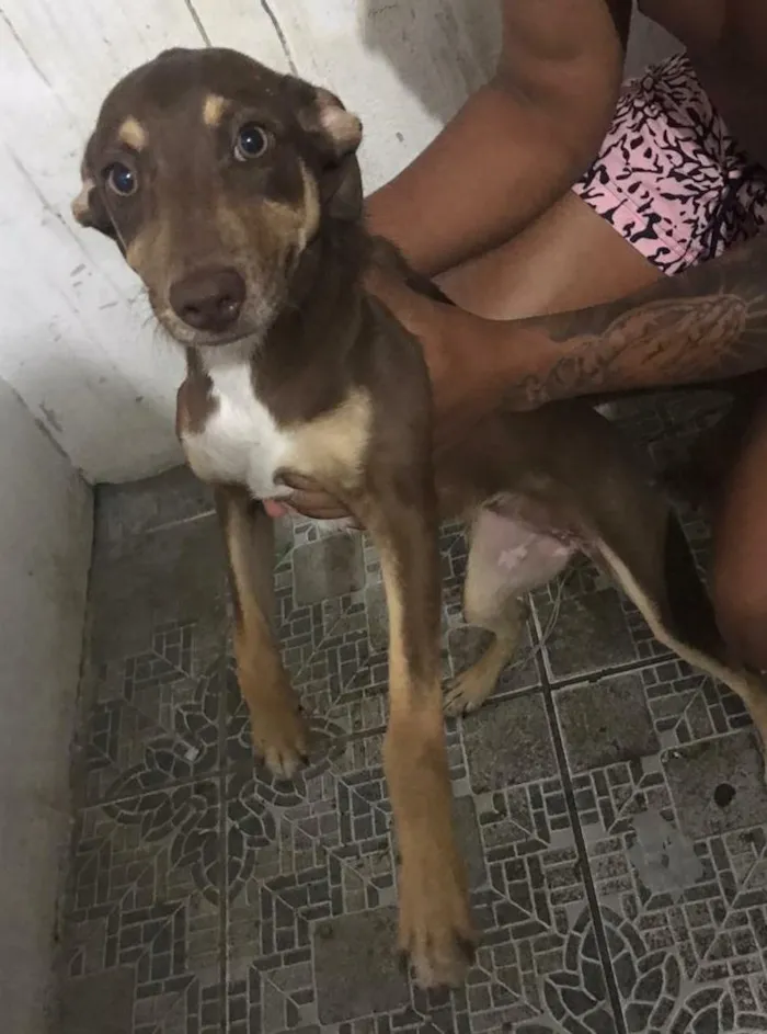 Cachorro ra a Não sei  idade 2 a 6 meses nome Cindy 