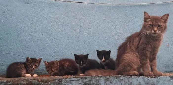 Gato ra a  idade Abaixo de 2 meses nome filhotinhos