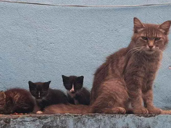 Gato ra a  idade Abaixo de 2 meses nome filhotinhos