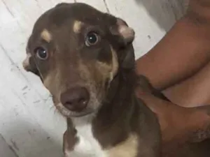 Cachorro raça Não sei  idade 2 a 6 meses nome Cindy 