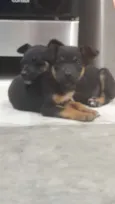 Pequeninos
