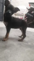 Pequeninos